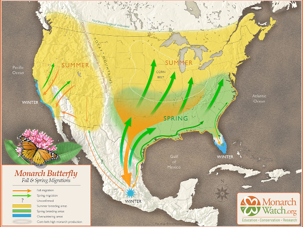Monarch butterfly migration map. Photo credit: Paul Mirocha and monarchwatch.org
