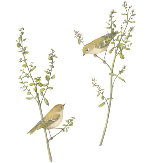 Coyote Brush with Ruby-crowned Kinglets by Kathy Kleinsteiber