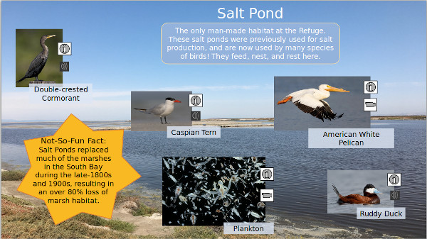 Explore and discover the Salt Pond habitat of the Don Edwards San Francisco Bay National Wildlife Refuge