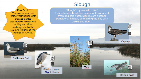 Explore and discover the Slough habitat of the Don Edwards San Francisco Bay National Wildlife Refuge