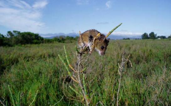 A Salt Marsh Harvest Mouse amid pickleweed.