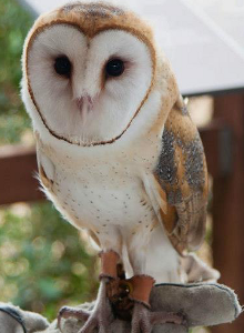 A Barn Owl from the Sulphur Creek Nature Center demonstrated at the BioBlitz 2012. Courtesy USFWS. Copyright CC BY-SA 3.0.
