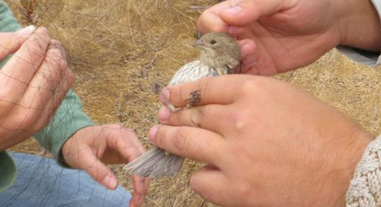 A songbird captured in a mist net. Image courtesy US Fish and Wildlife Service