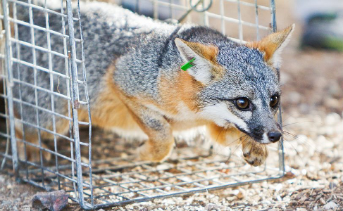 In Mammal Release, a gray fox caught overnight was tagged and released to the delight of the crowd. Image courtesy US Fish and Wildlife Service