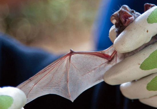 Corky Quirk, of the non-profit organization NorCal Bats talked about bats. Image courtesy US Fish and Wildlife Service