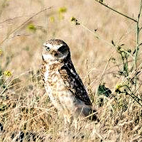 A burrowing owl. Credit Jason Henry/New York Times.