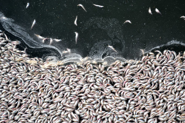 Dead sardines in Redondo Beach, California. Credit: Noaki Schwartz/Associated Press