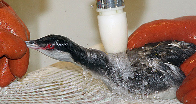 A horned grebe being washed at the Fairfield center of International Bird Rescue. Photo by Cheryl Reynolds. Photo courtesy International Bird Rescue.