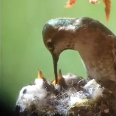 The hummingbird feeds the nestlings.