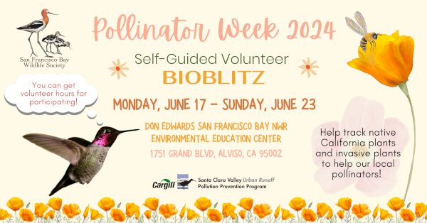 Pollinator Week 2024. Photo Credit: Sirena Lao / SFBWS