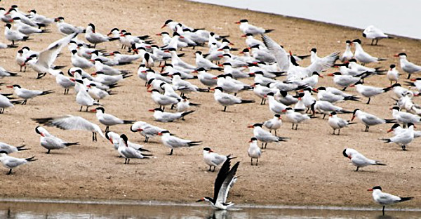 Tern colony at Salinas River National Wildlife Refuge. Photo by Bill Purcell. Photo courtesy US Fish and Wildlife Service.