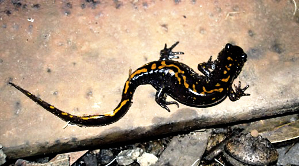 Santa Cruz long-toed salamander. Photo by Leah Oscar. Photo courtesy US Fish and Wildlife Service.