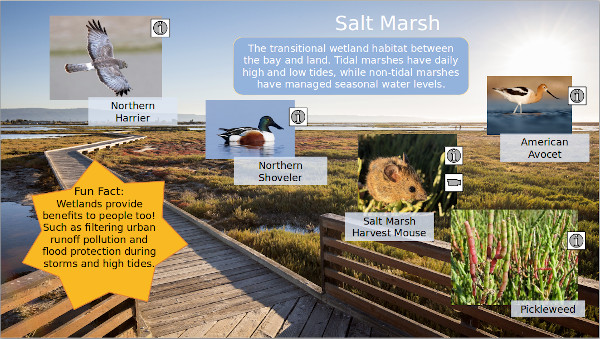 Explore and discover the Salt Marsh habitat of the Don Edwards San Francisco Bay National Wildlife Refuge