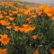 California poppies (orange flowers)