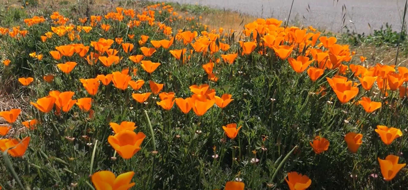 California poppies (orange flowers)