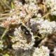 A fly on white flowers