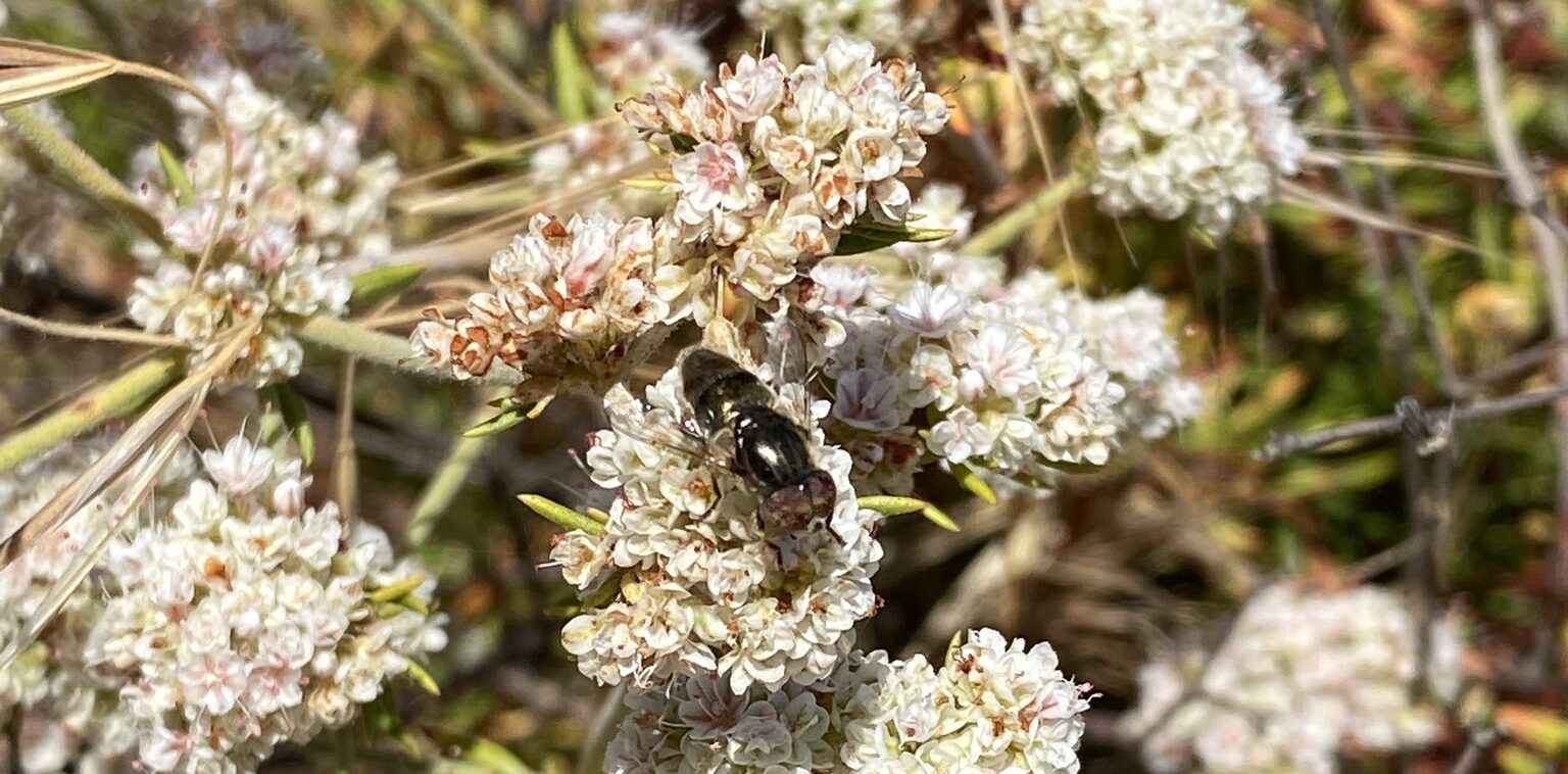 A fly on white flowers