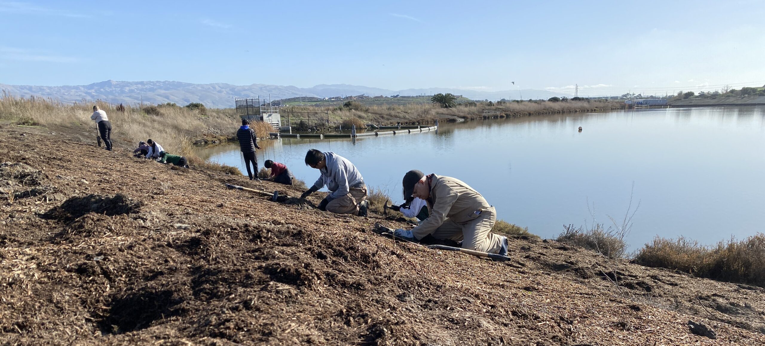 Volunteers planting on a levee in front of a salt pond.