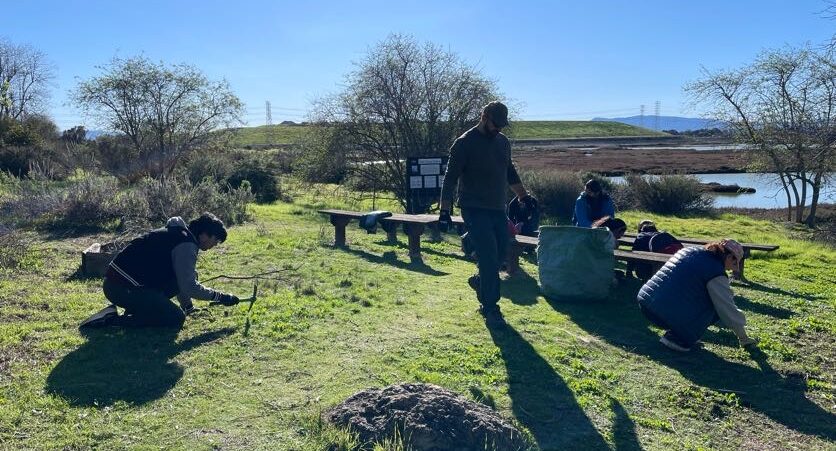 Volunteers helping remove invasive vegetation from the Don Edwards SF Bay National Wildlife Refuge.