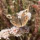 Gray buckeye butterfly on a California buckwheat flower.