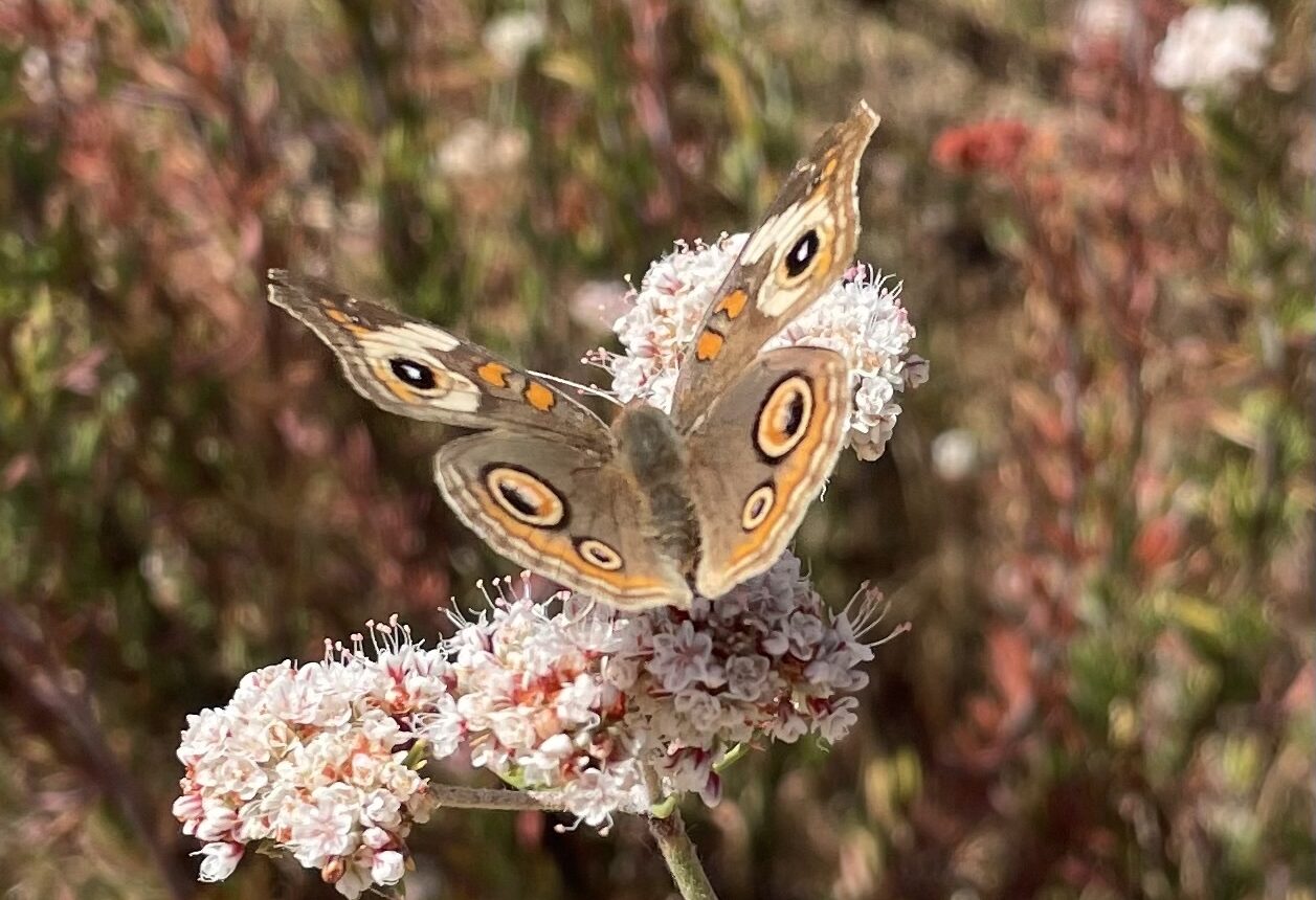 Gray buckeye butterfly on a California buckwheat flower.
