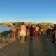 A group of people gather at Bair Island during sunset
