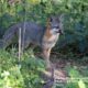 Gray fox on a wooded trail