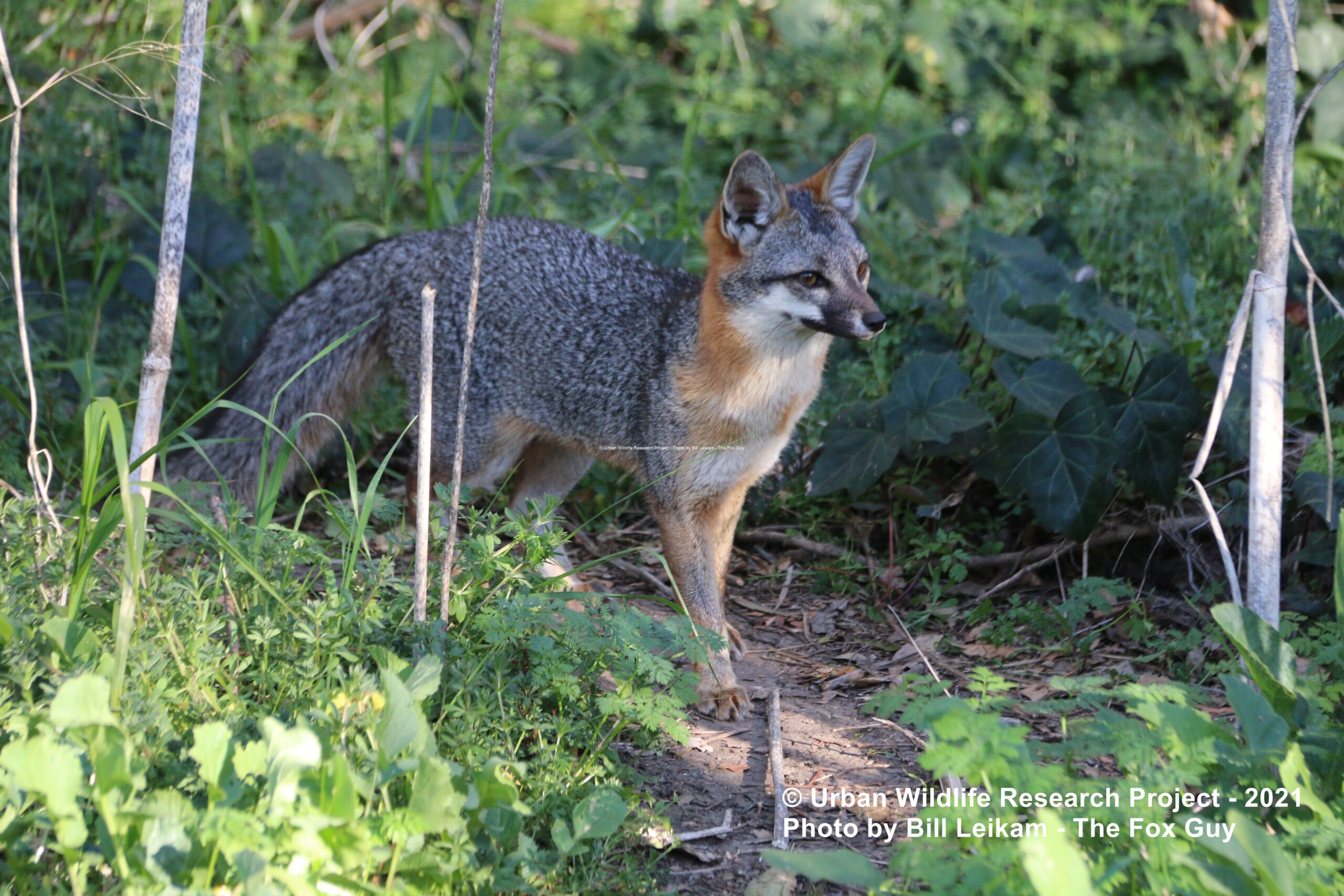 Gray fox on a wooded trail