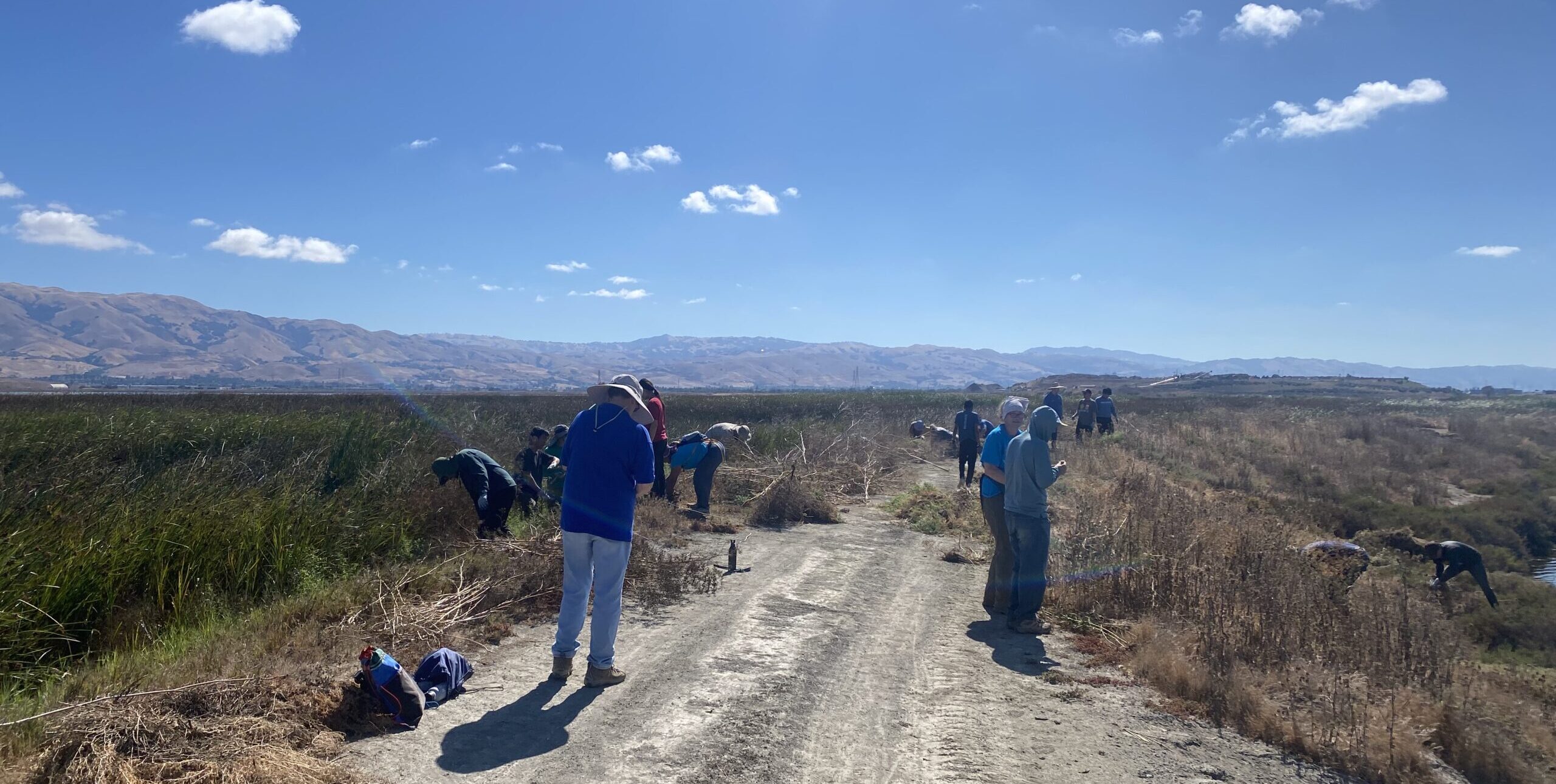 Volunteers helping remove invasive plants from the levee.