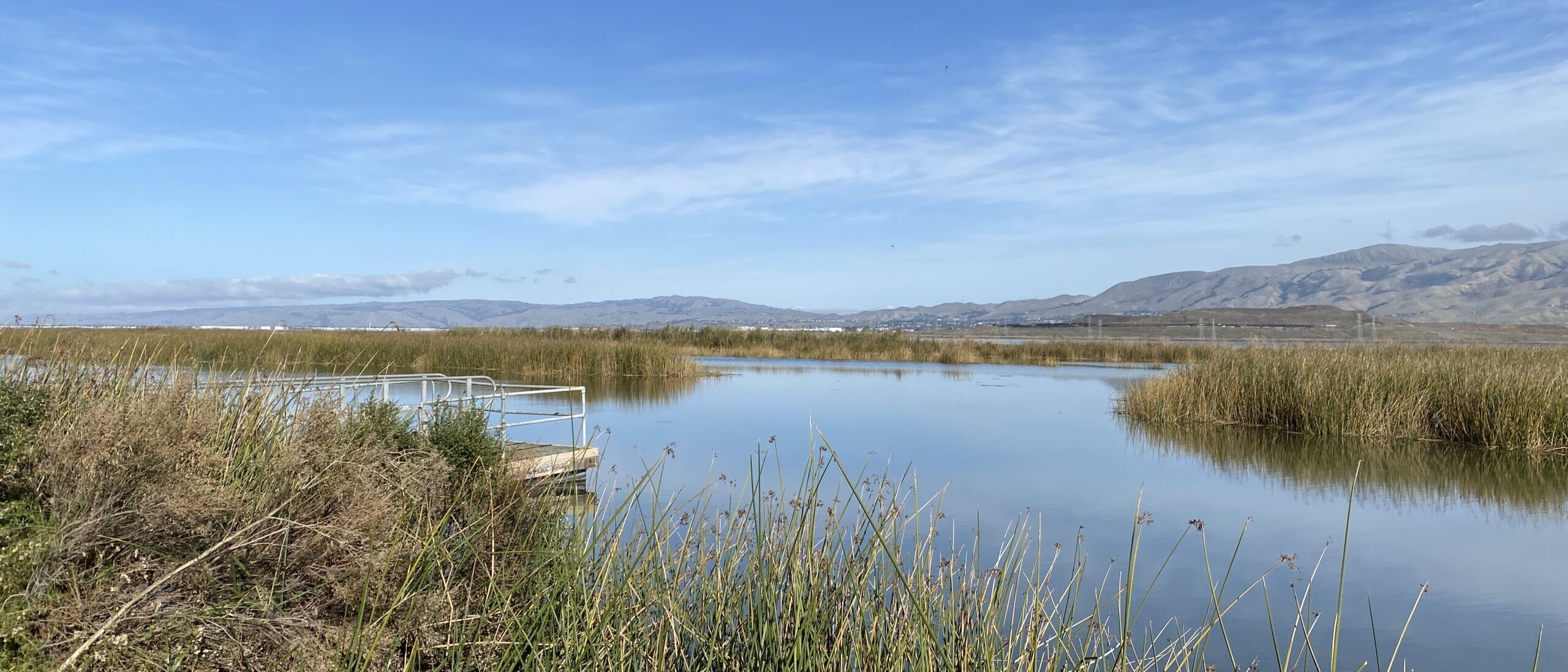 Floating dock in Alviso during King Tides showing high water levels.