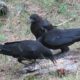 Three crows standing on the ground