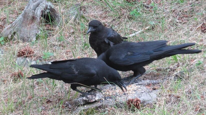 Three crows standing on the ground
