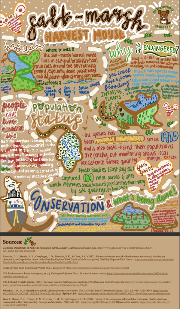 A hand-drawn and hand-written infographic about the salt marsh harvest mouse.