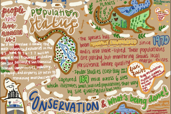 A hand-drawn and hand-written infographic about the salt marsh harvest mouse.