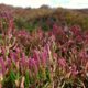 Close up of pickleweed