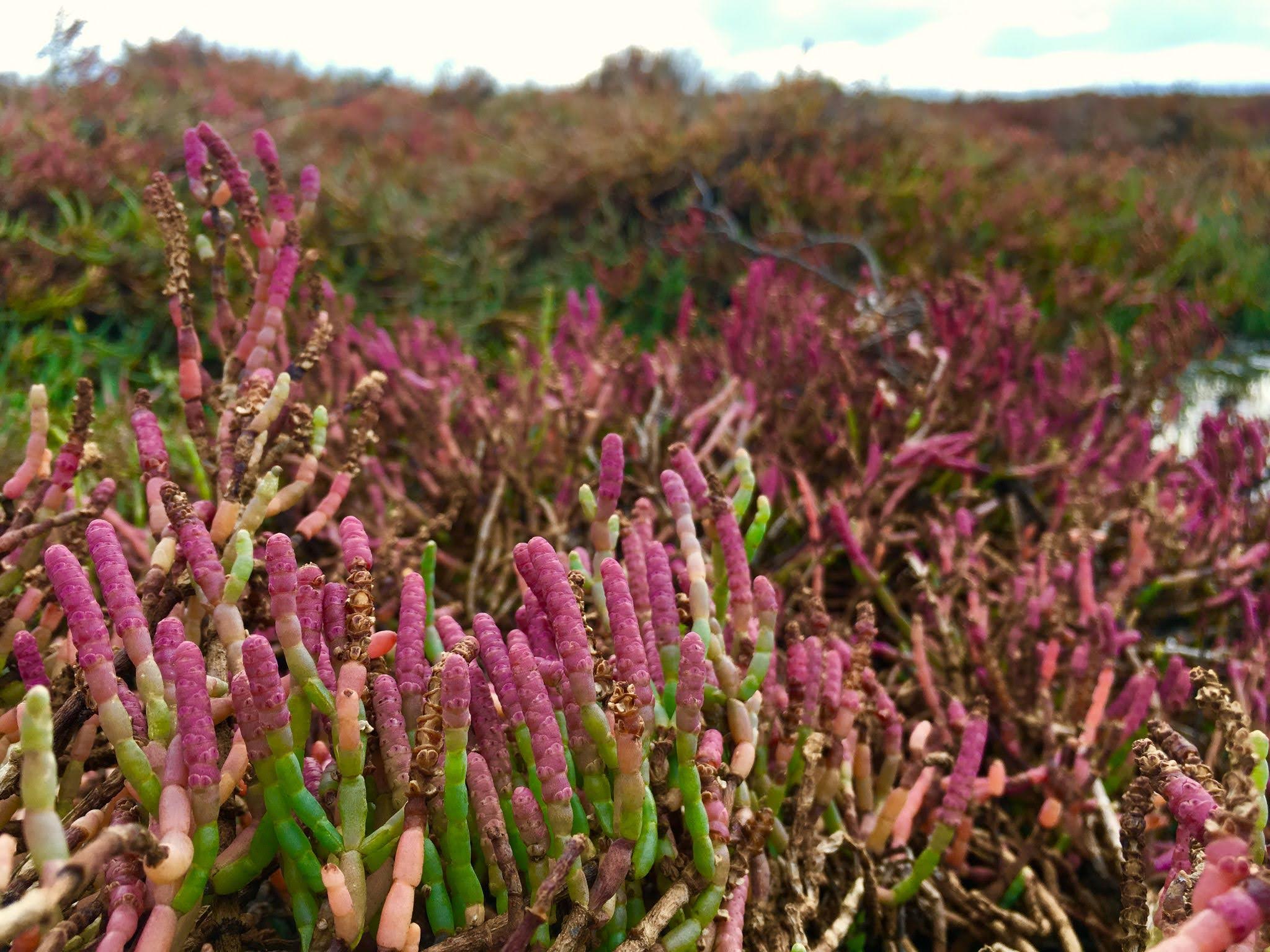 Close up of pickleweed