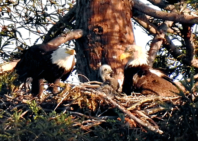 A bald eagle chick inside its nest in the tree tops above Cutner Elementary School in Milpitas. Credit Jyoti Chalpe.