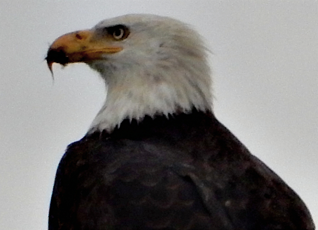 Close proximity to the San Francisco Bay provides bald eagles with plenty of fish and small water birds as prey. Credit James Ervin.