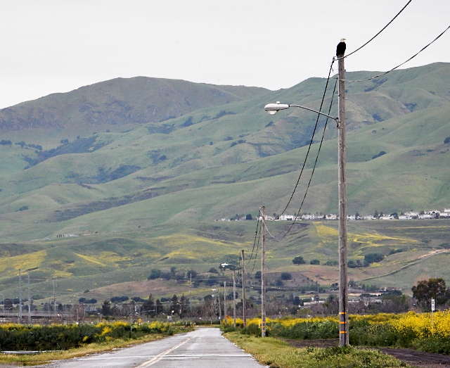 Proud bald eagle parent spotted at the top of a utility pole in April 2017 on the premises of the San Jose-Santa Clara Regional Wastewater Facility. Credit James Ervin.