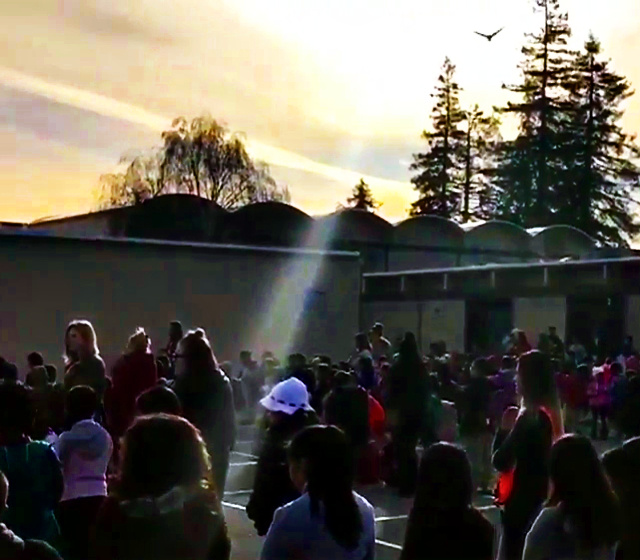 Students and teachers watch the bald eagles nest in the tree tops above Cutner Elementary School in Milpitas. Credit CBS/KPIX.