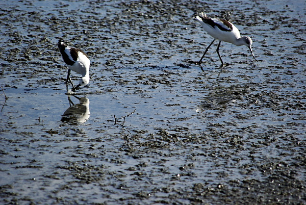 Avocets feeding in the marshlands of San Francisco Bay. Photo courtesy Ceal Craig. Copyright CC-BY-SA 3.0