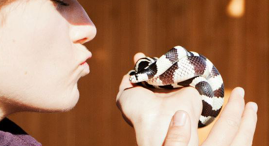 The Bay Area Amphibian And Reptile Society brought snakes for petting. Image courtesy US Fish and Wildlife Service