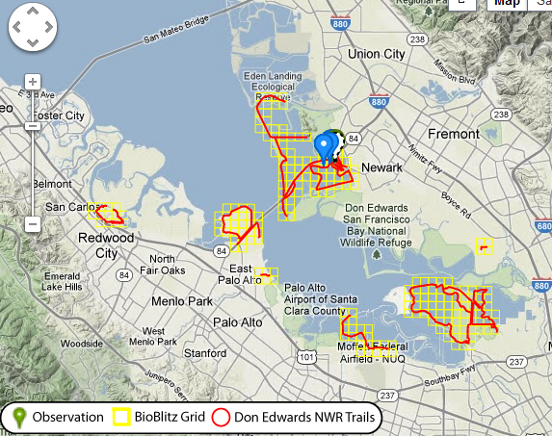 iNaturalist.org - BioBlitz 2012 Map. Screenshot courtesy www.inaturalist.org.