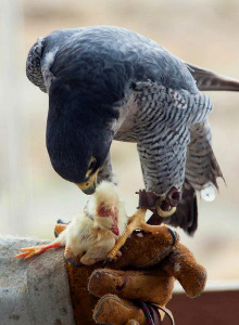 A Kestrel from the Sulphur Creek Nature Center demonstrated at the BioBlitz 2012. Courtesy USFWS. Copyright CC BY-SA 3.0.