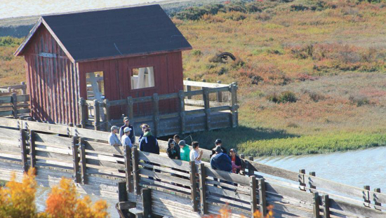 Researchers from UC Davis sampled fish in the marshlands. Image courtesy US Fish and Wildlife Service