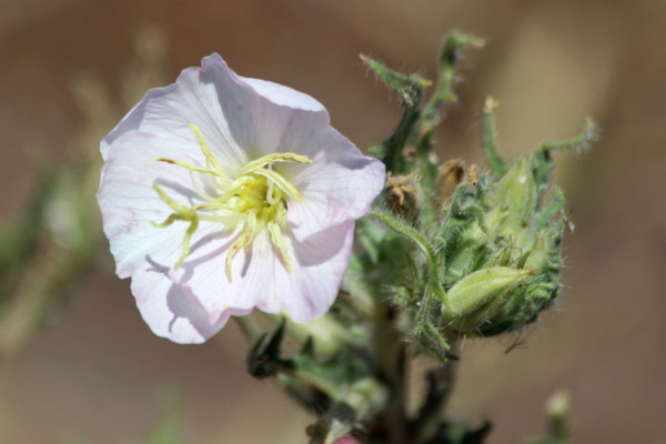 Antioch Dunes evening primrose. Photo Credit: Robin Boothby / USFWS