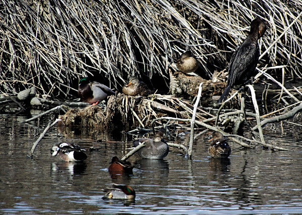 Fall and winter are the best seasons to birdwatch at the Don Edwards San Francisco Bay National Wildlife Refuge. Photograph courtesy Cecilia Craig. Copyright Creative Commons CC BY-SA 3.0. 