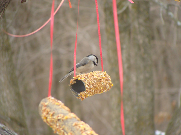 DIY Bird Feeder