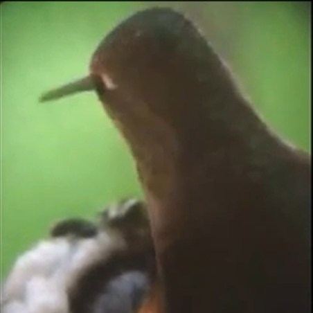 Hummingbird mother at the nest