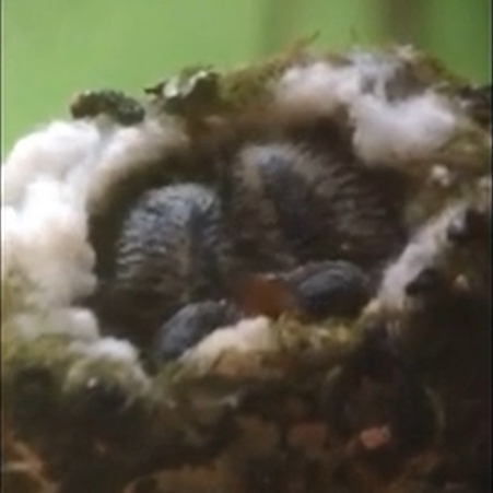 Hummingbird nestlings